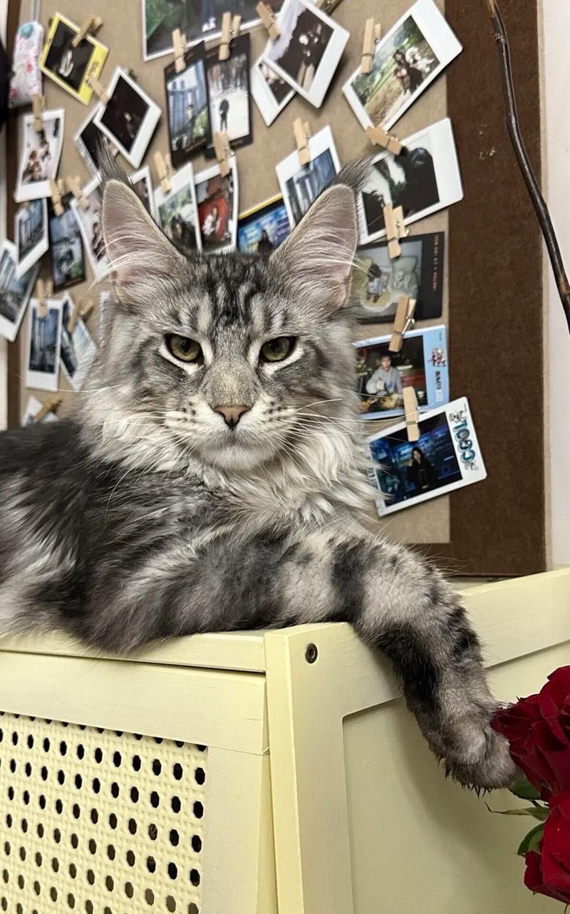 大猫像狮子?温柔又独立,沙发统治者缅因猫!(谁懂啊缅因猫大佬竟然这么软) 大猫像狮子?温柔又独立,沙发统治者缅因猫!(谁懂啊缅因猫大佬竟然这么软)