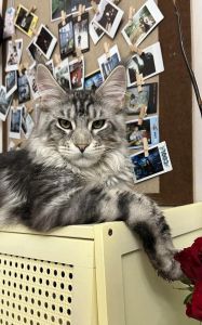 大猫像狮子？温柔又独立，沙发统治者缅因猫！（谁懂啊缅因猫大佬竟然这么软）