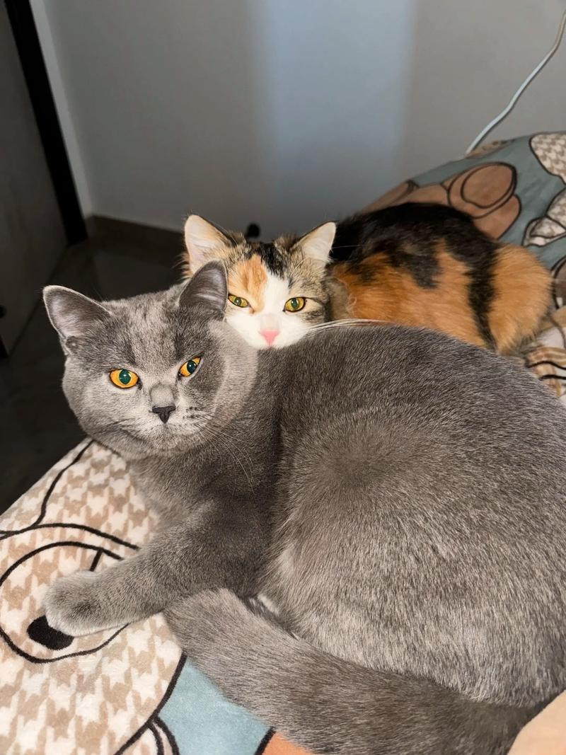 三花猫活泼 蓝猫安静 选猫看性格(三花猫和蓝猫优缺点) 三花猫活泼 蓝猫安静 选猫看性格(三花猫和蓝猫优缺点)