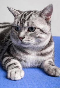 亲人易养，理想家庭伴侣猫（英国短毛猫图片）