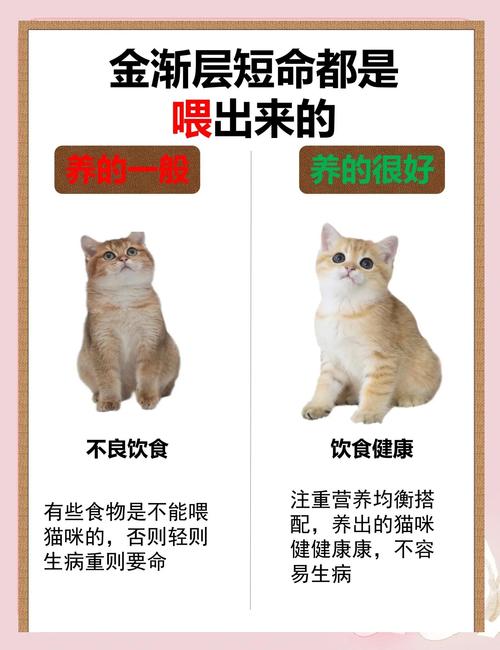 红薯适量喂猫好,助消化补营养,但要注意控制量(猫咪吃红薯的好处和坏处) 红薯适量喂猫好,助消化补营养,但要注意控制量(猫咪吃红薯的好处和坏处)