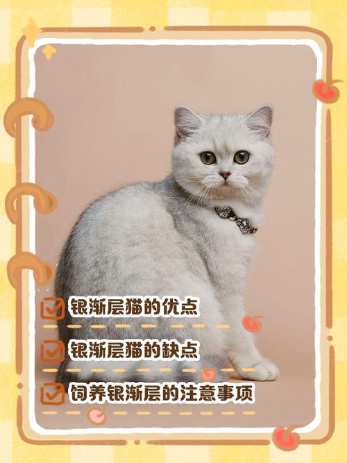 美丽伴侣,需细心照顾(银渐层猫有哪些优缺点) 美丽伴侣,需细心照顾(银渐层猫有哪些优缺点)