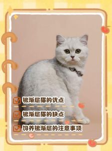 美丽伴侣，需细心照顾（银渐层猫有哪些优缺点）