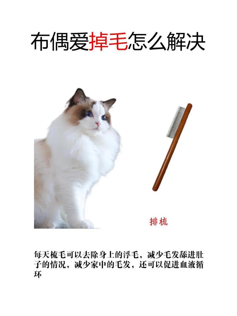 猫咪掉毛多?试试梳毛营养吸尘!(减少猫咪掉毛的五个小妙招) 猫咪掉毛多?试试梳毛营养吸尘!(减少猫咪掉毛的五个小妙招)