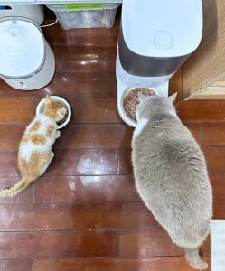 精力旺盛需陪伴，易胖掉毛要考虑（橘猫为什么不建议养）