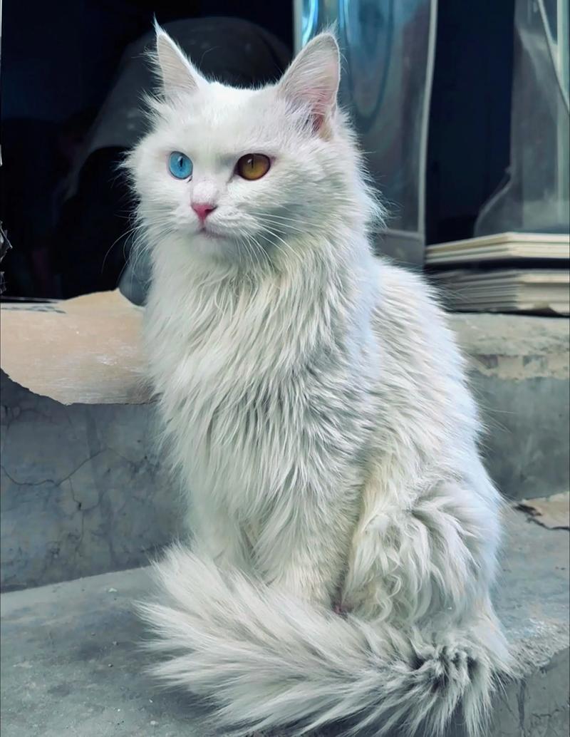 波斯猫鸳鸯眼奇特,多彩毛发遗传定,染色伤身莫尝试(眼睛颜色不一样的波斯猫图片) 波斯猫鸳鸯眼奇特,多彩毛发遗传定,染色伤身莫尝试(眼睛颜色不一样的波斯猫图片)