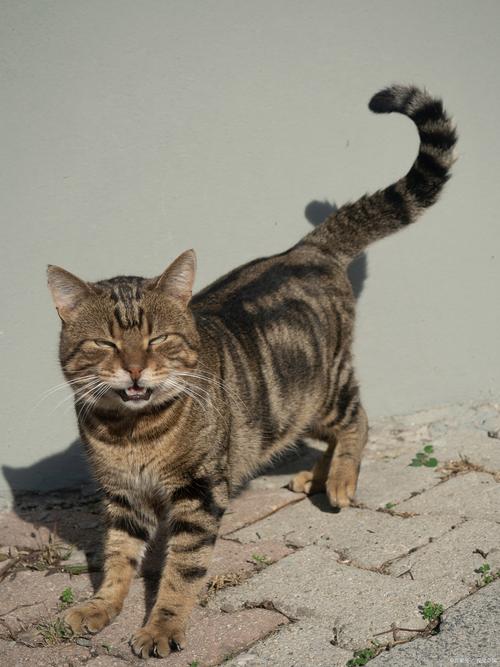 养狸花猫注意十大禁忌,健康喂养保平安!(养狸花猫十大禁忌) 养狸花猫注意十大禁忌,健康喂养保平安!(养狸花猫十大禁忌)