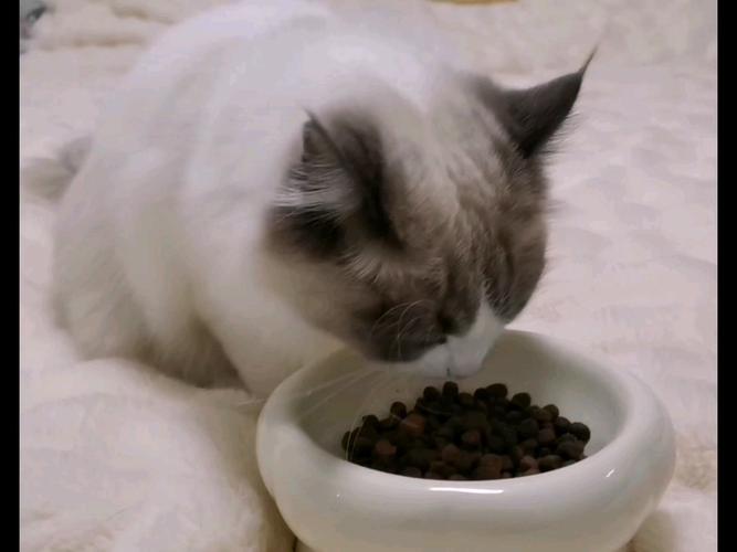 凯锐思幼猫粮改善布偶食欲毛发(布偶猫饭) 凯锐思幼猫粮改善布偶食欲毛发(布偶猫饭)
