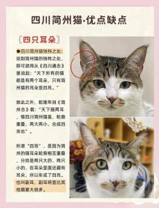 简州御猫今稀缺，性格独立不受宠（简州猫为何不建议养）