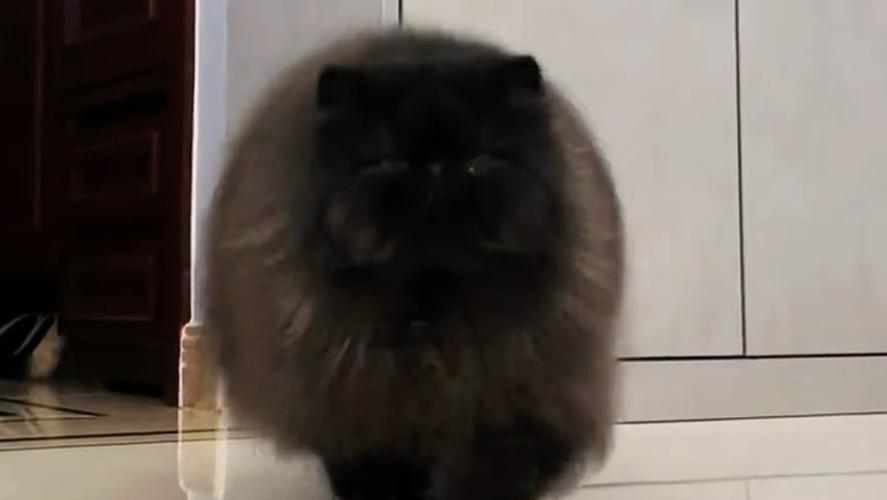 优雅神秘,温顺伴侣(波斯猫有黑色的吗) 优雅神秘,温顺伴侣(波斯猫有黑色的吗)