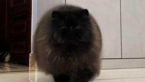 优雅神秘，温顺伴侣（波斯猫有黑色的吗）