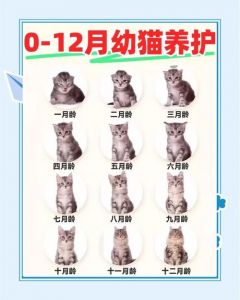 小猫换毛有讲究，幼猫成年各不同（小猫多久换一次毛）