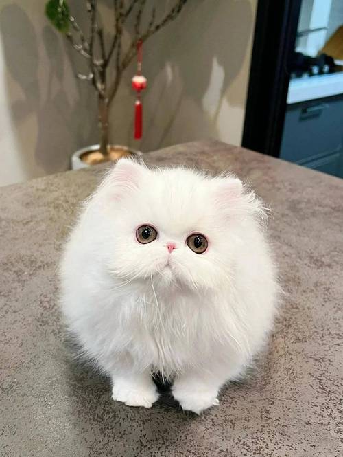 波斯猫英国培育非波斯,优雅贵族但难打理(波斯猫高清图片) 波斯猫英国培育非波斯,优雅贵族但难打理(波斯猫高清图片)