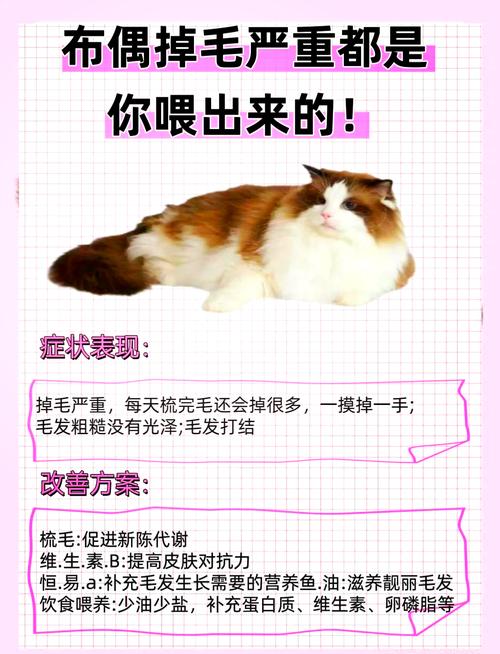 科学养猫止掉毛,健康毛发少烦恼(有什么办法不让猫脱毛) 科学养猫止掉毛,健康毛发少烦恼(有什么办法不让猫脱毛)