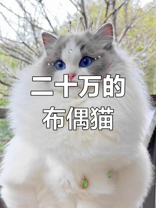 布偶猫价格差异大,赛级可上万!(上百万的布偶猫有哪些) 布偶猫价格差异大,赛级可上万!(上百万的布偶猫有哪些)