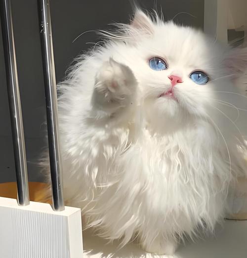 拿破仑猫贵价稀少，纯白更值钱（拿破仑猫什么颜色最贵）