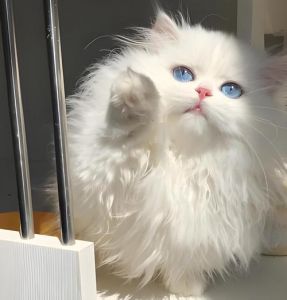 拿破仑猫贵价稀少，纯白更值钱（拿破仑猫什么颜色最贵）