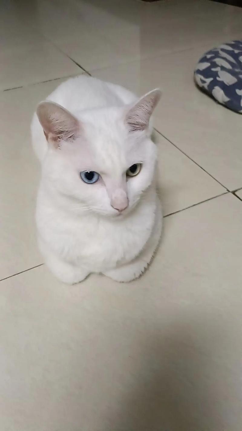 灵性与纯真,为空间添活力(街头白色短毛猫照片) 灵性与纯真,为空间添活力(街头白色短毛猫照片)