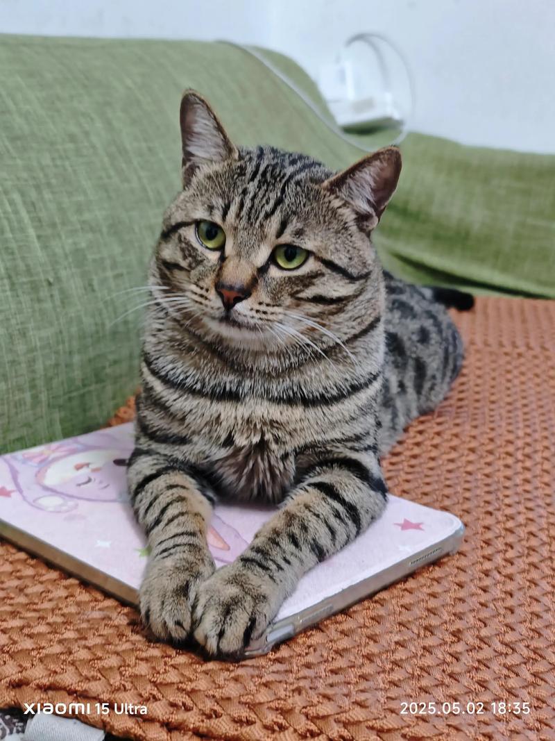探索不同毛色魅力(狸花猫都有哪些毛色) 探索不同毛色魅力(狸花猫都有哪些毛色)