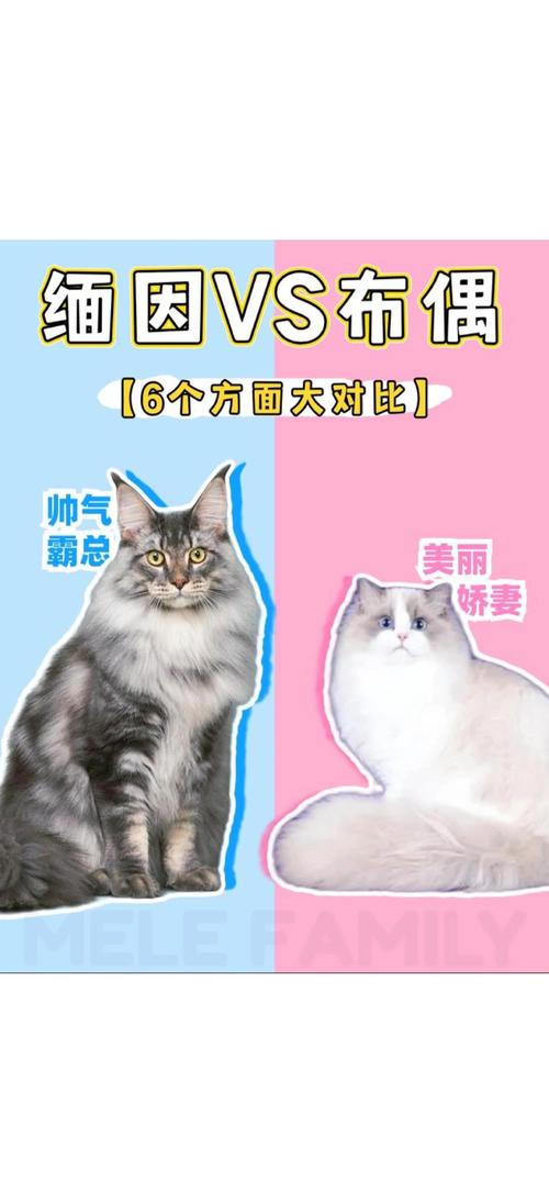 猫咪掉毛多怎么办?(缅因猫和布偶猫哪个掉毛更严重) 猫咪掉毛多怎么办?(缅因猫和布偶猫哪个掉毛更严重)