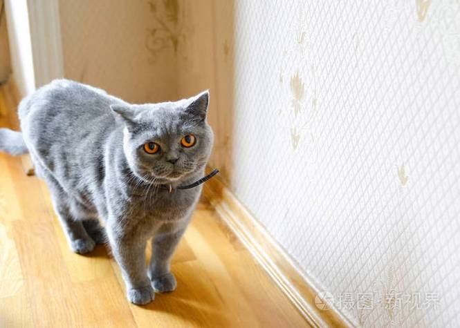 优雅神秘俄罗斯蓝猫,圆润可爱英国短毛猫,聪明活泼泰国猫(灰色短毛猫) 优雅神秘俄罗斯蓝猫,圆润可爱英国短毛猫,聪明活泼泰国猫(灰色短毛猫)