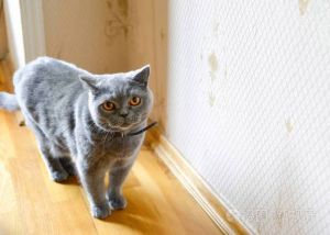 优雅神秘俄罗斯蓝猫，圆润可爱英国短毛猫，聪明活泼泰国猫（灰色短毛猫）