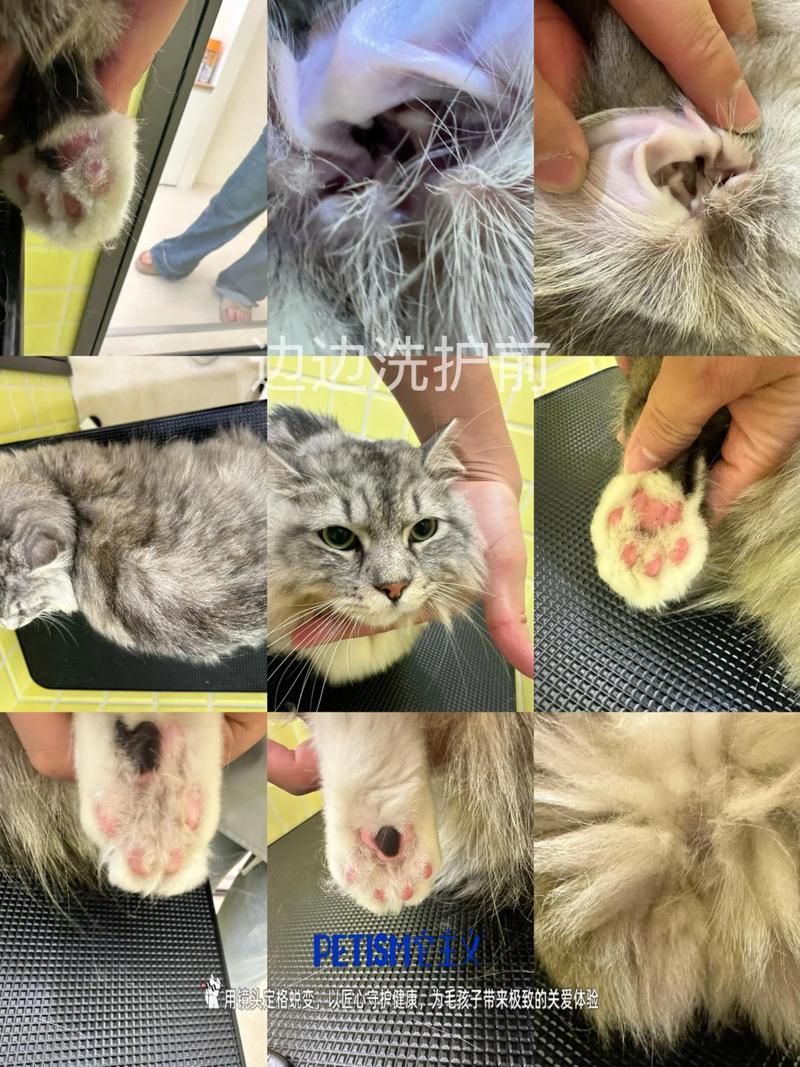 洗澡理毛再剃毛,注意安全和护理(猫猫剃毛需要洗澡吗) 洗澡理毛再剃毛,注意安全和护理(猫猫剃毛需要洗澡吗)