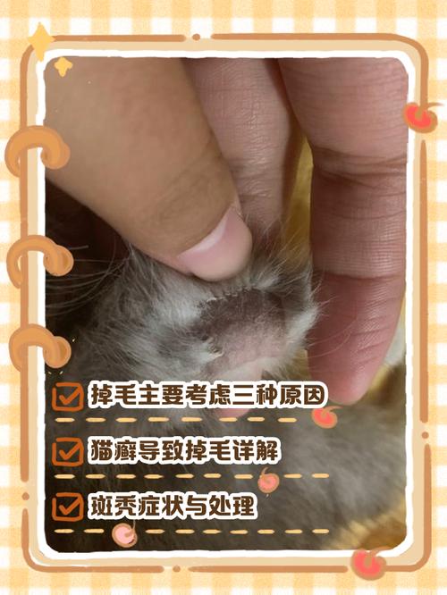 猫咪脱毛多原因,检查治疗保健康(猫咪大面积脱毛但无癣) 猫咪脱毛多原因,检查治疗保健康(猫咪大面积脱毛但无癣)
