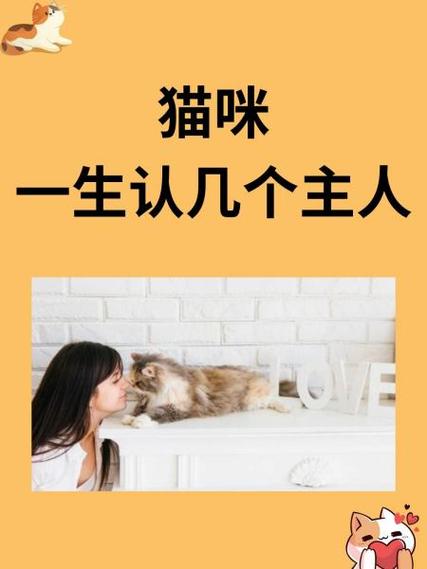 猫咪认主靠气味和陪伴,建立安全感双向选择(怎么确定猫认主人了) 猫咪认主靠气味和陪伴,建立安全感双向选择(怎么确定猫认主人了)