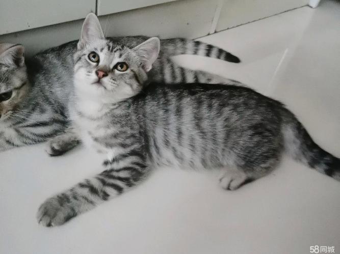 英短虎斑猫珍贵,美短活泼,都需精心呵护(英短虎斑猫图片大全) 英短虎斑猫珍贵,美短活泼,都需精心呵护(英短虎斑猫图片大全)