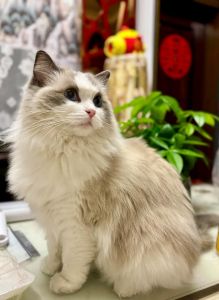 布偶猫掉毛多？正常护理有妙招！（布偶猫掉毛严重吗）