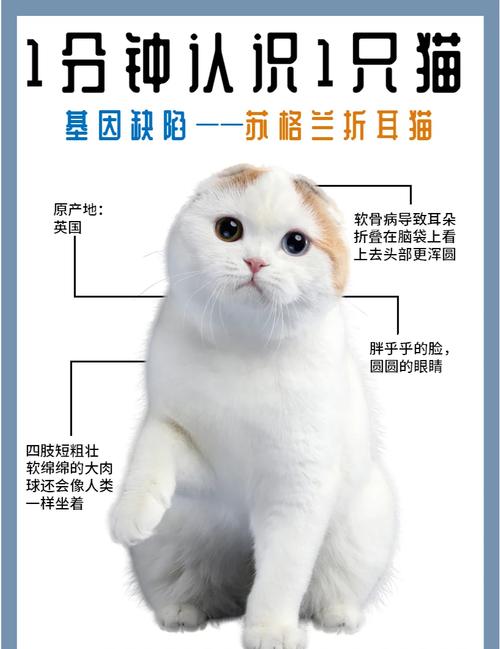 折耳猫人工选育基因突变,美观背后有健康代价(折耳猫是天生折耳还是后天折耳) 折耳猫人工选育基因突变,美观背后有健康代价(折耳猫是天生折耳还是后天折耳)