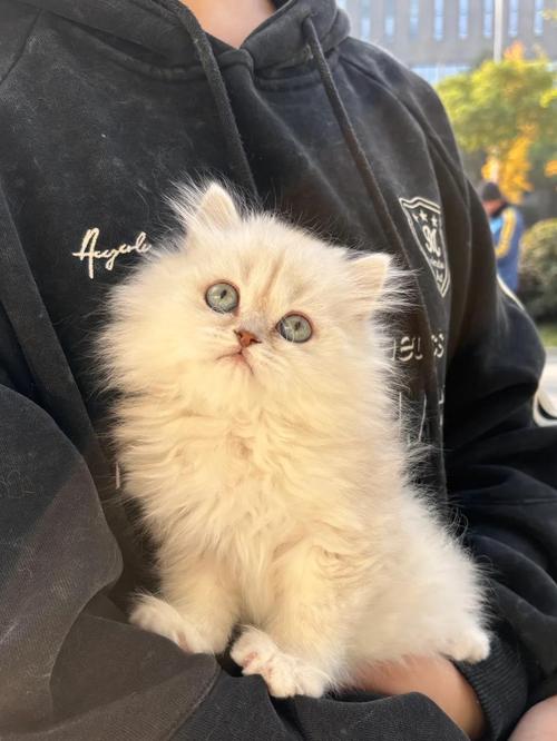 美丽又费心,养猫需耐心(正宗金吉拉猫图片) 美丽又费心,养猫需耐心(正宗金吉拉猫图片)