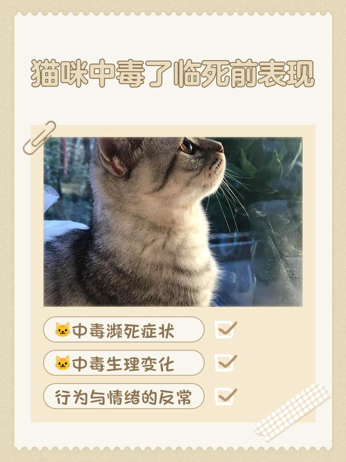 猫吃布洛芬会死!赶紧联系兽医!(一颗布洛芬可以毒死猫吗) 猫吃布洛芬会死!赶紧联系兽医!(一颗布洛芬可以毒死猫吗)