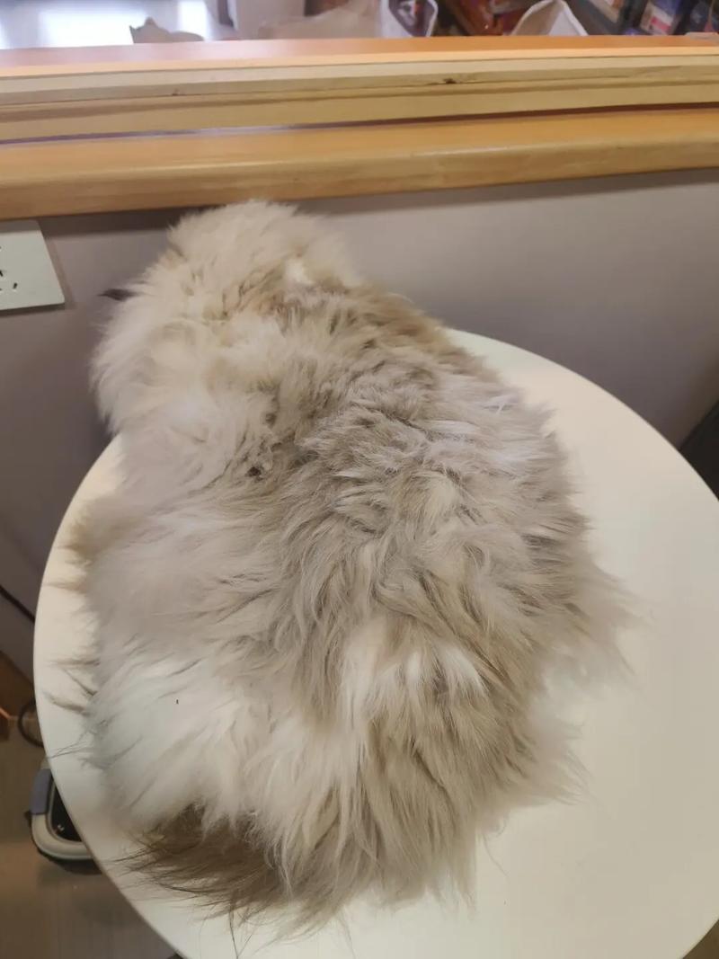 勤梳毛勤洗澡(布偶猫毛打结严重怎么办) 勤梳毛勤洗澡(布偶猫毛打结严重怎么办)