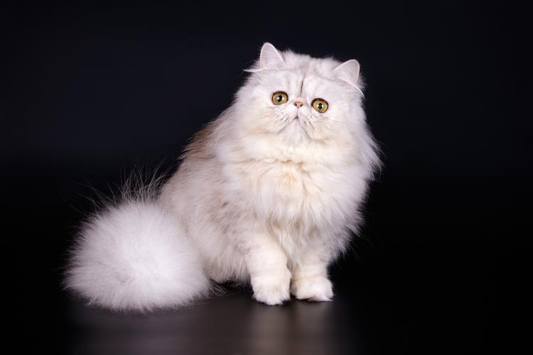 奢华长毛,安静温顺小王子(翡翠波斯猫图片大全) 奢华长毛,安静温顺小王子(翡翠波斯猫图片大全)