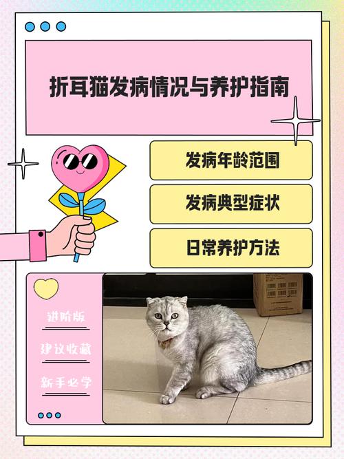 细心照料，健康陪伴（折耳猫怎么养护）