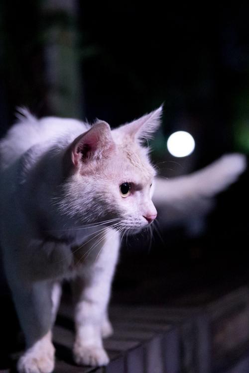 优雅眼神与若即若离的魅力(波斯猫垫着它的脚尖) 优雅眼神与若即若离的魅力(波斯猫垫着它的脚尖)