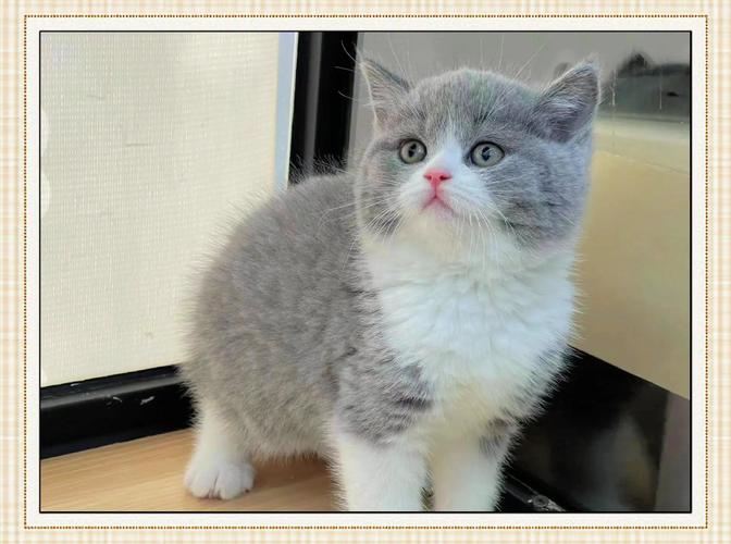蓝白猫好养吗?英短蓝白VS折耳猫(蓝白短耳猫和折耳猫) 蓝白猫好养吗?英短蓝白VS折耳猫(蓝白短耳猫和折耳猫)