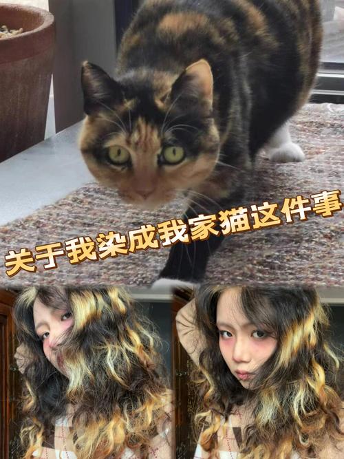 独特拼色美,性格也甜美!(三花猫为什么是猫界美女) 独特拼色美,性格也甜美!(三花猫为什么是猫界美女)