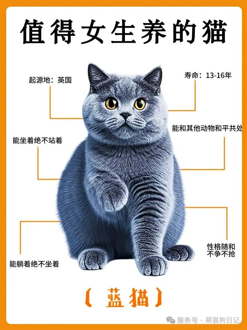 选猫纠结?短毛省心长毛好看,看喜好选!(蓝猫长毛好还是短毛好) 选猫纠结?短毛省心长毛好看,看喜好选!(蓝猫长毛好还是短毛好)
