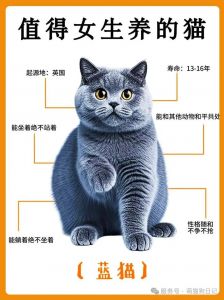 选猫纠结？短毛省心长毛好看，看喜好选！（蓝猫长毛好还是短毛好）