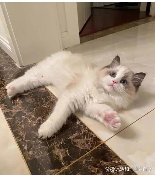 解读它们的爱意(布偶猫喜欢主人的表现) 解读它们的爱意(布偶猫喜欢主人的表现)