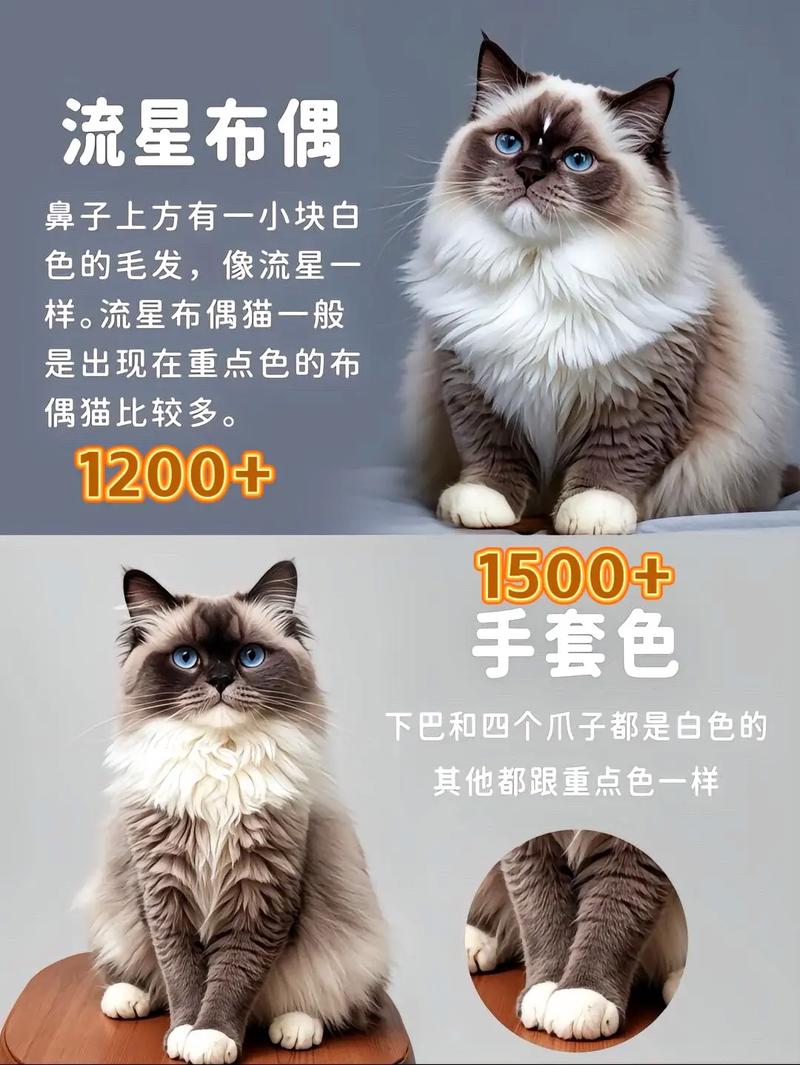富婆太太爱布偶猫,娇贵又暖心(五年了 富婆太太圈那些娇贵的布偶猫) 富婆太太爱布偶猫,娇贵又暖心(五年了 富婆太太圈那些娇贵的布偶猫)