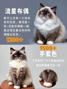 富婆太太爱布偶猫，娇贵又暖心（五年了 富婆太太圈那些娇贵的布偶猫）
