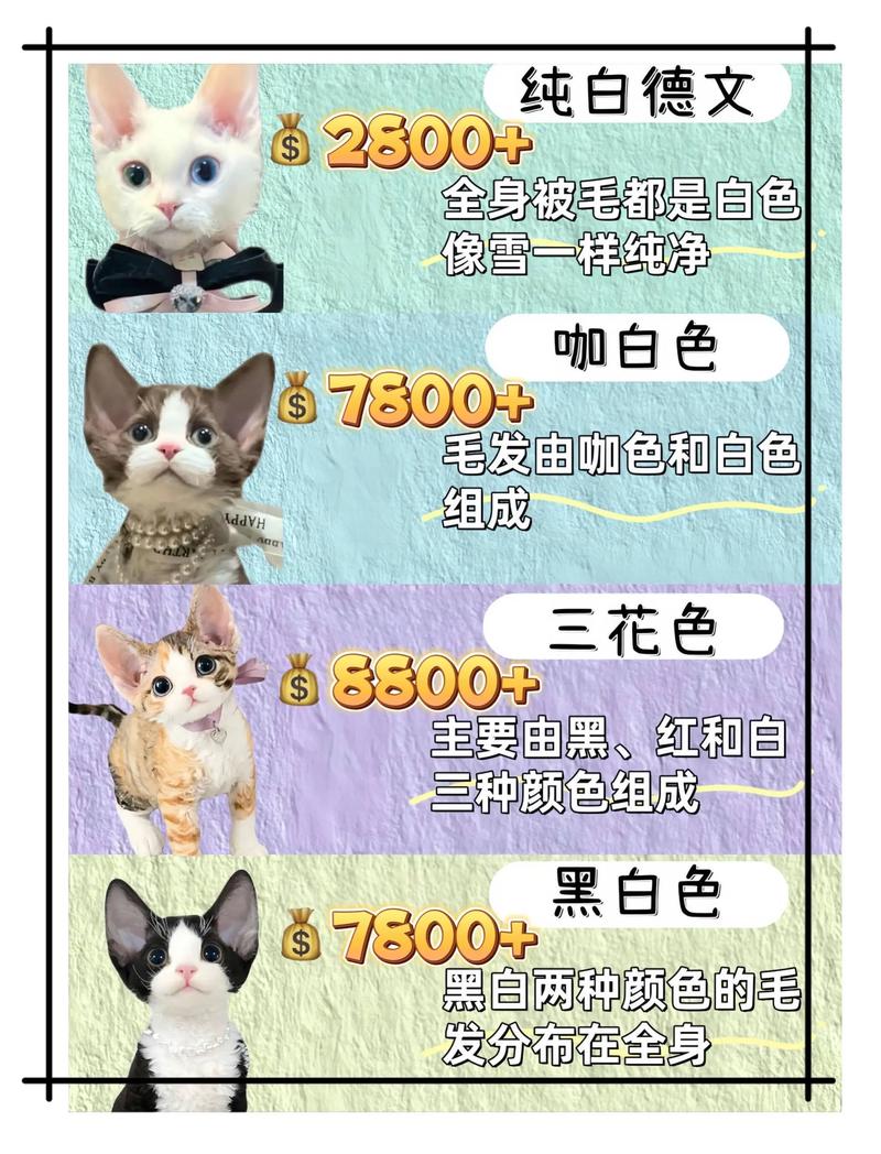 德文猫价格因稀有品相季节而异(德文猫多少钱一只) 德文猫价格因稀有品相季节而异(德文猫多少钱一只)
