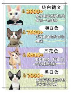 德文猫价格因稀有品相季节而异（德文猫多少钱一只）