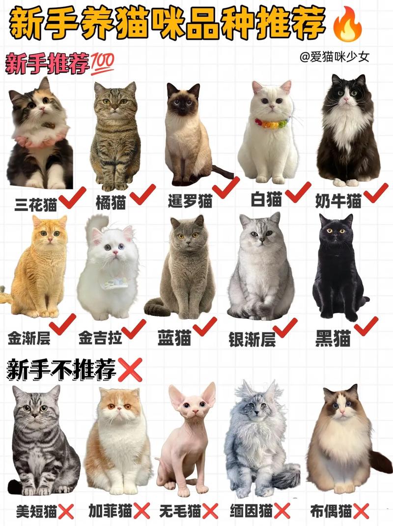 可爱但需注意健康(折耳三花猫的优缺点) 可爱但需注意健康(折耳三花猫的优缺点)