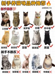 可爱但需注意健康（折耳三花猫的优缺点）