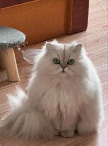 别剃长毛猫！科学护理毛发，健康又舒适（长毛猫的毛可以剪短吗）